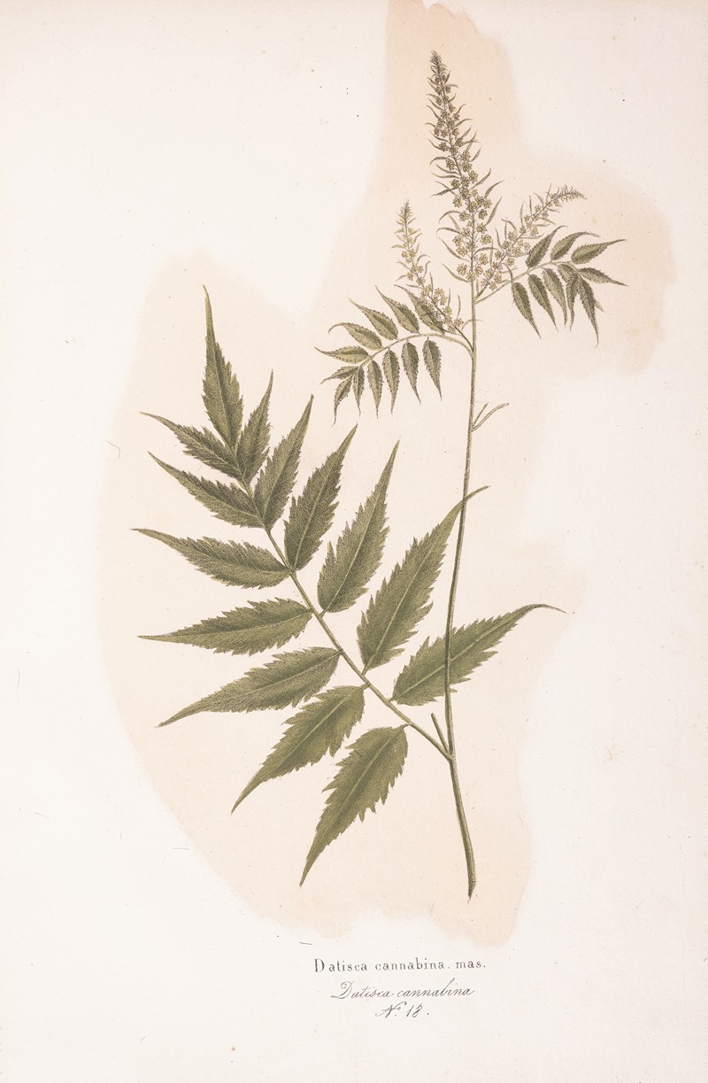 Datisca cannabina by Antonio Targioni-Tozzetti, 1824 — digital art print download