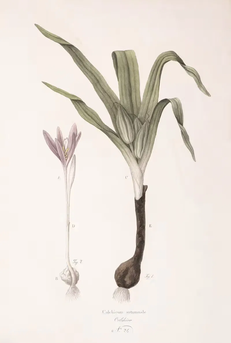 Colchicum autumnale by Antonio Targioni-Tozzetti, 1824 — digital art print download