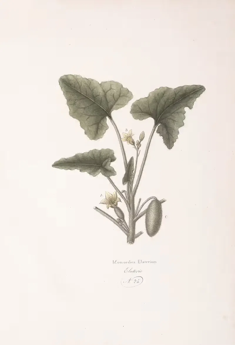 Momordica Elaterium by Antonio Targioni-Tozzetti, 1824 — digital art print download