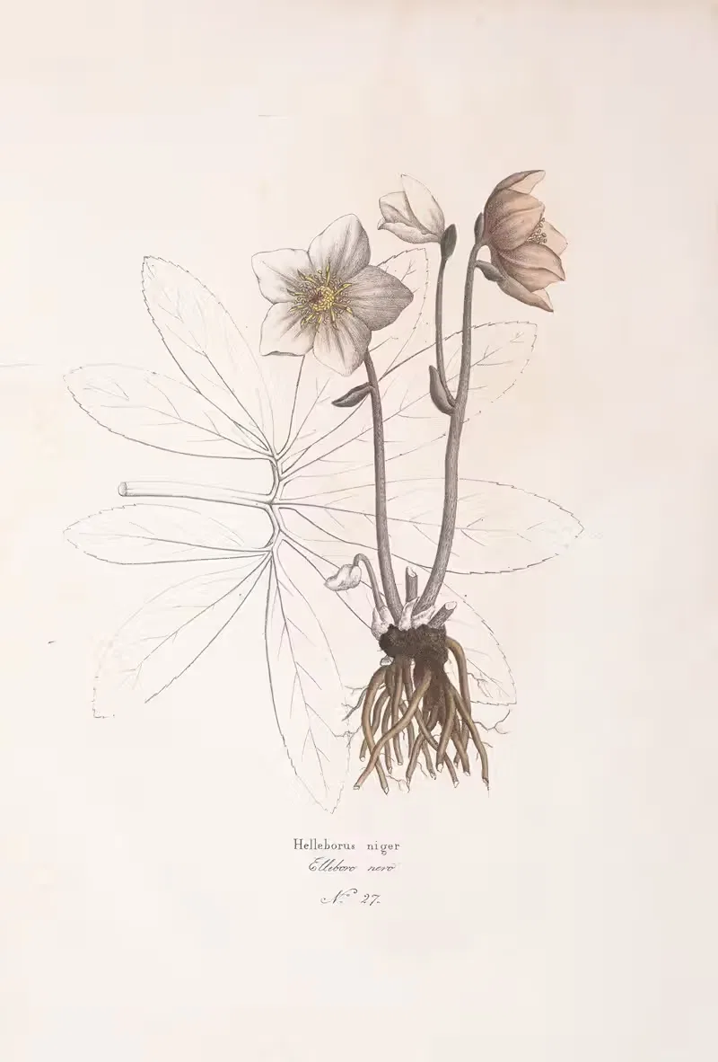 Helleborus niger by Antonio Targioni-Tozzetti, 1824 — digital art print download