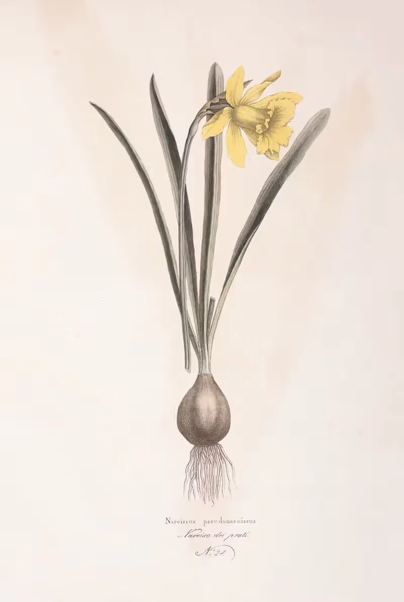 Narcissus pseudonarcissus by Antonio Targioni-Tozzetti, 1824 — digital art print download