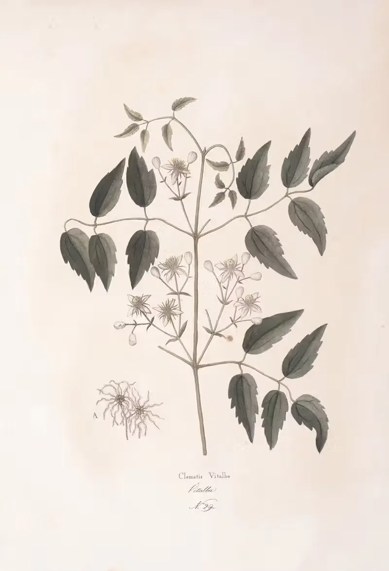 Clematis vitalba by Antonio Targioni-Tozzetti, 1824 — digital art print download