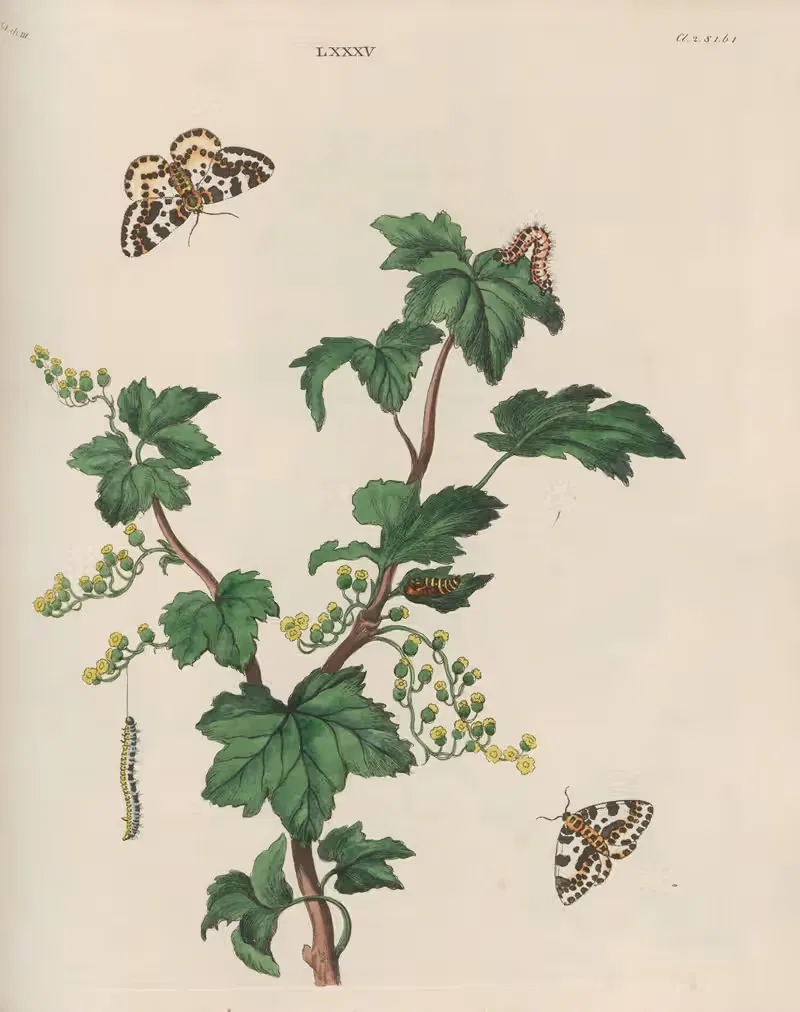 The large Magpie-Moth (Phalæna grossulariata), The Currant-Tree (Ribes rubrum) — Benjamin Wilkes