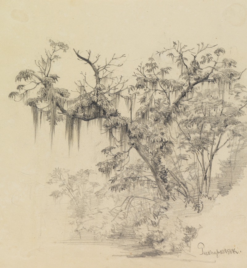 Baumstudie (mit herabhängenden Pflanzenfäden) by Фердинанд Келлер, 1858 — digital art print download