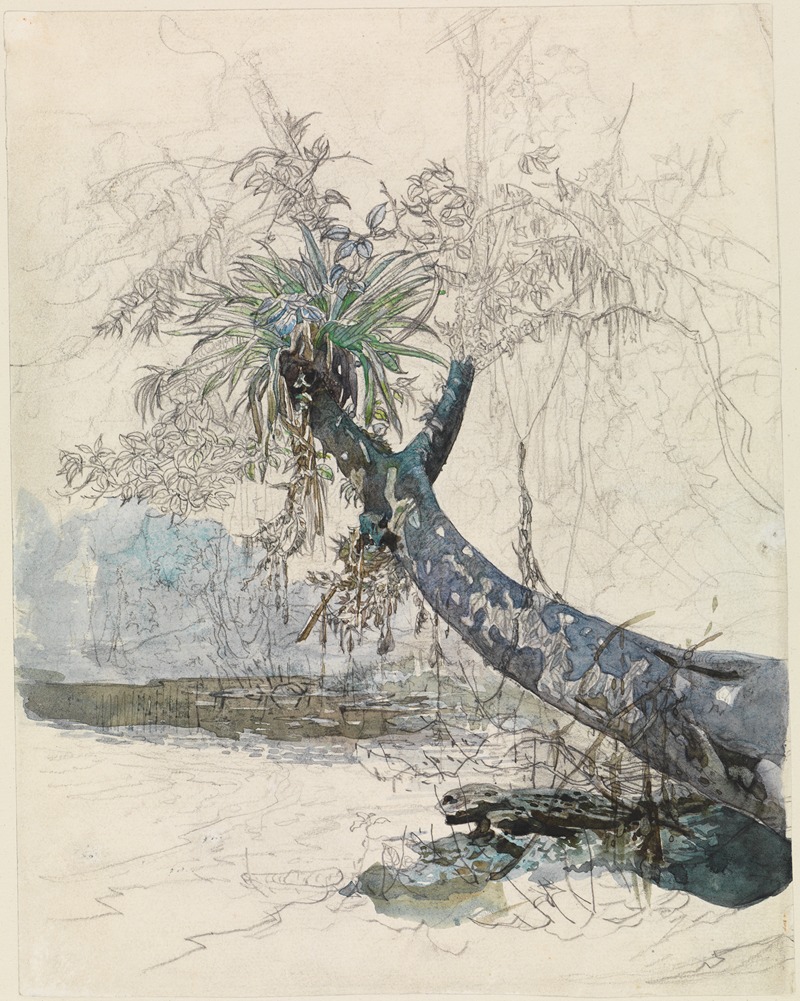 Baumzweig mit Lianen an einem Urwaldfluss — Ferdinand Keller