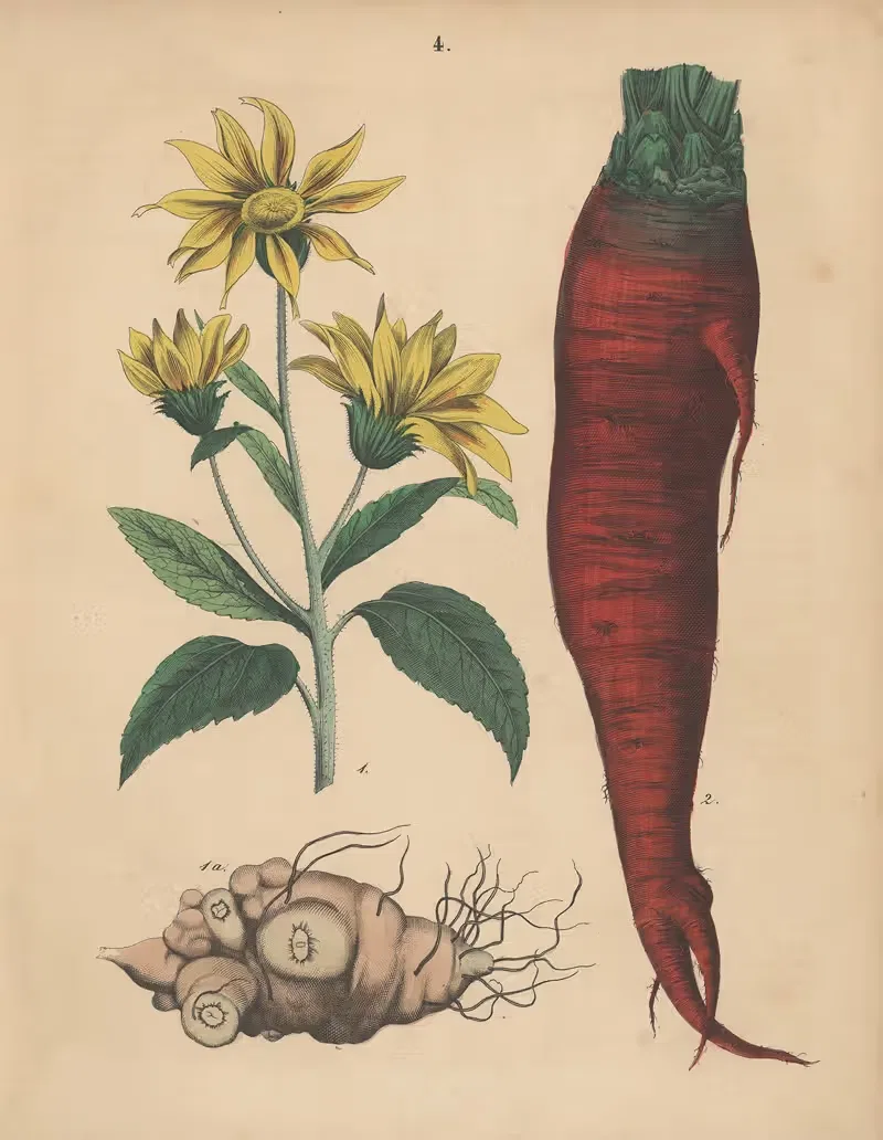 Deutschlands Feld- und Gartengewächse Pl.04 — Carl Gustav Calwer