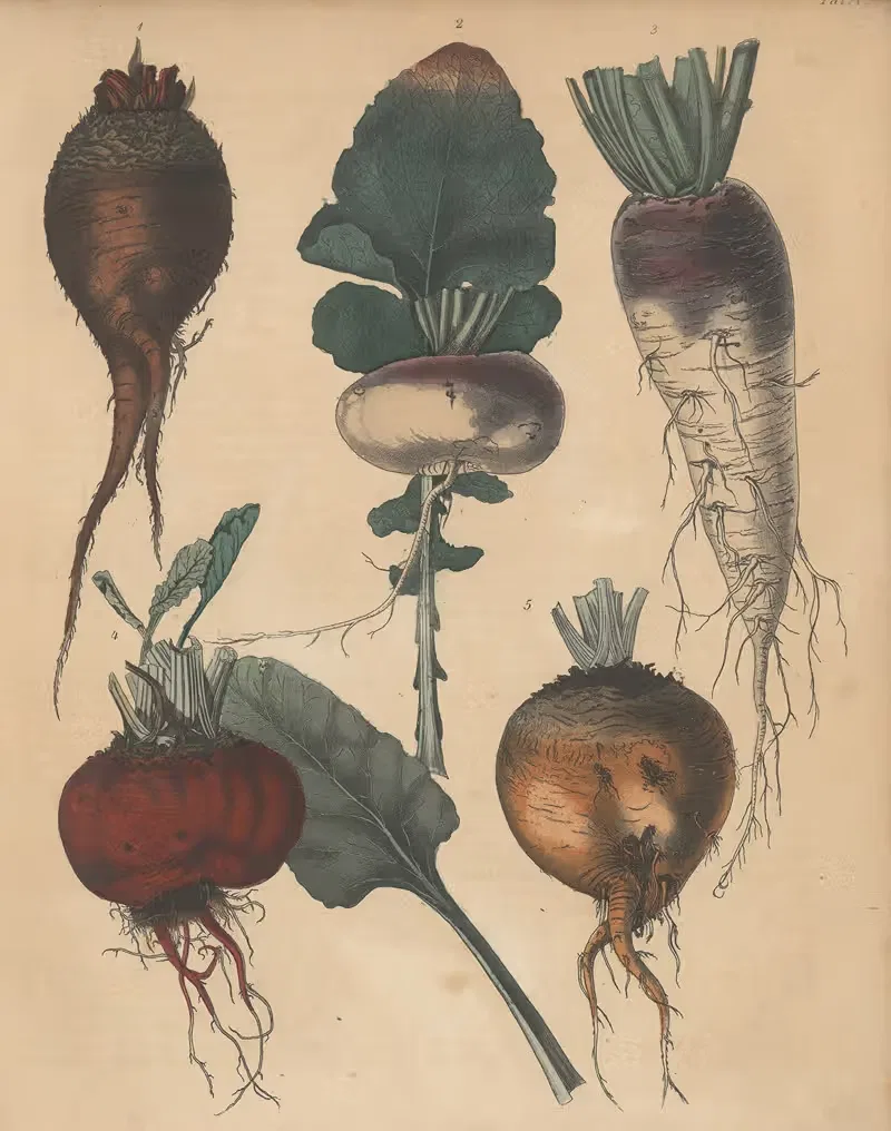 Deutschlands Feld- und Gartengewächse Pl.05 — Carl Gustav Calwer