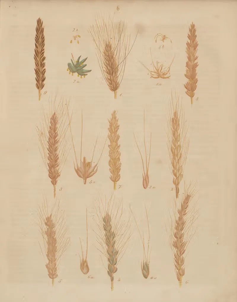 Deutschlands Feld- und Gartengewächse Pl.06 — Carl Gustav Calwer