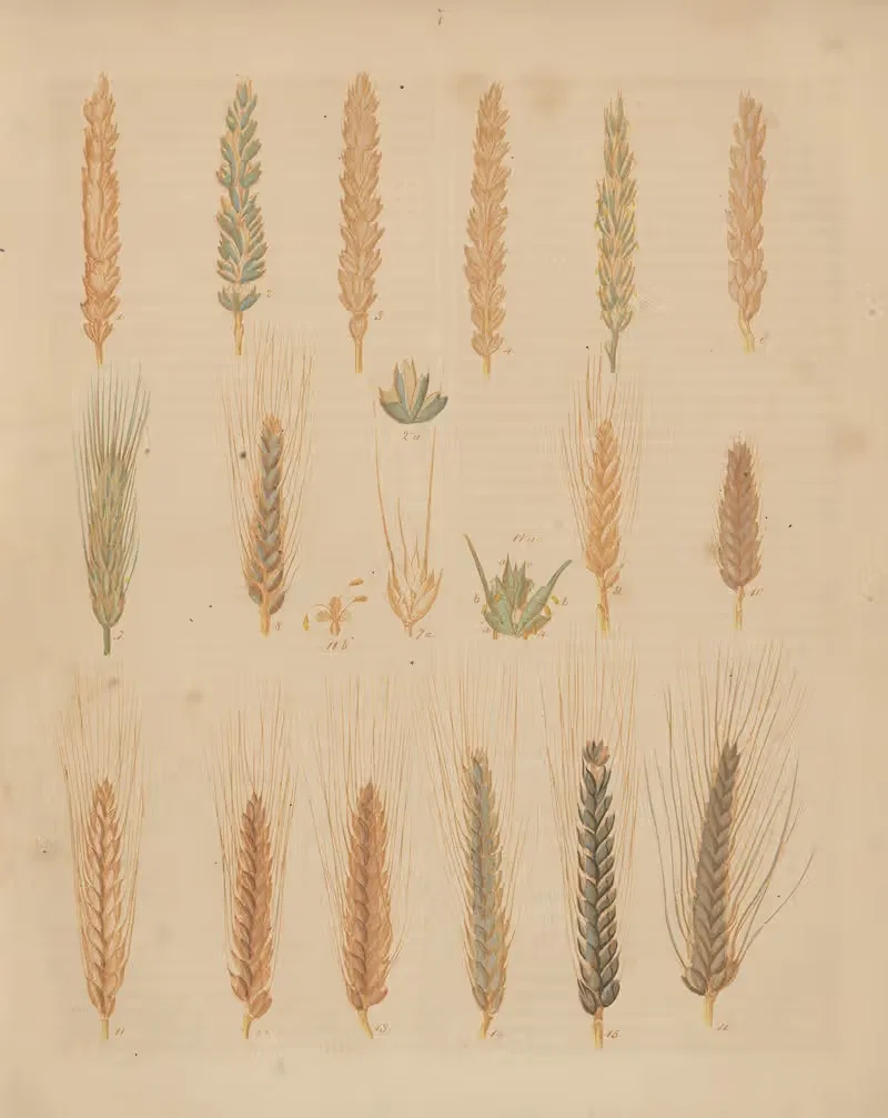 Deutschlands Feld- und Gartengewächse Pl.07 — Carl Gustav Calwer