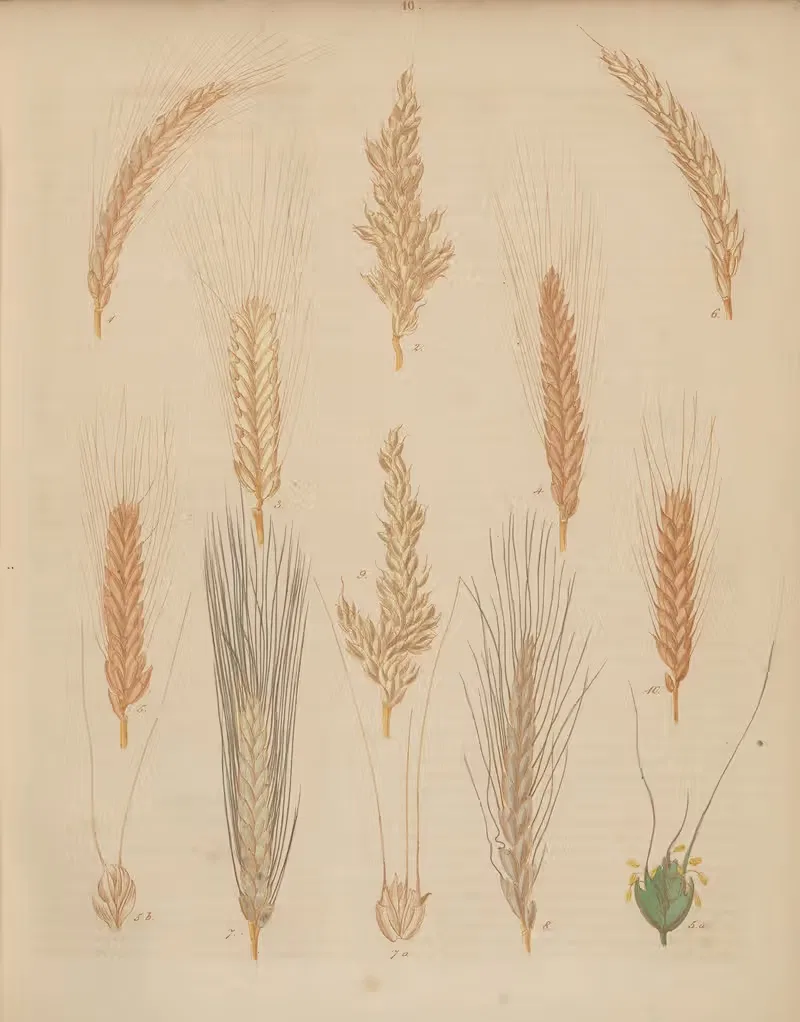 Deutschlands Feld- und Gartengewächse Pl.10 — Carl Gustav Calwer