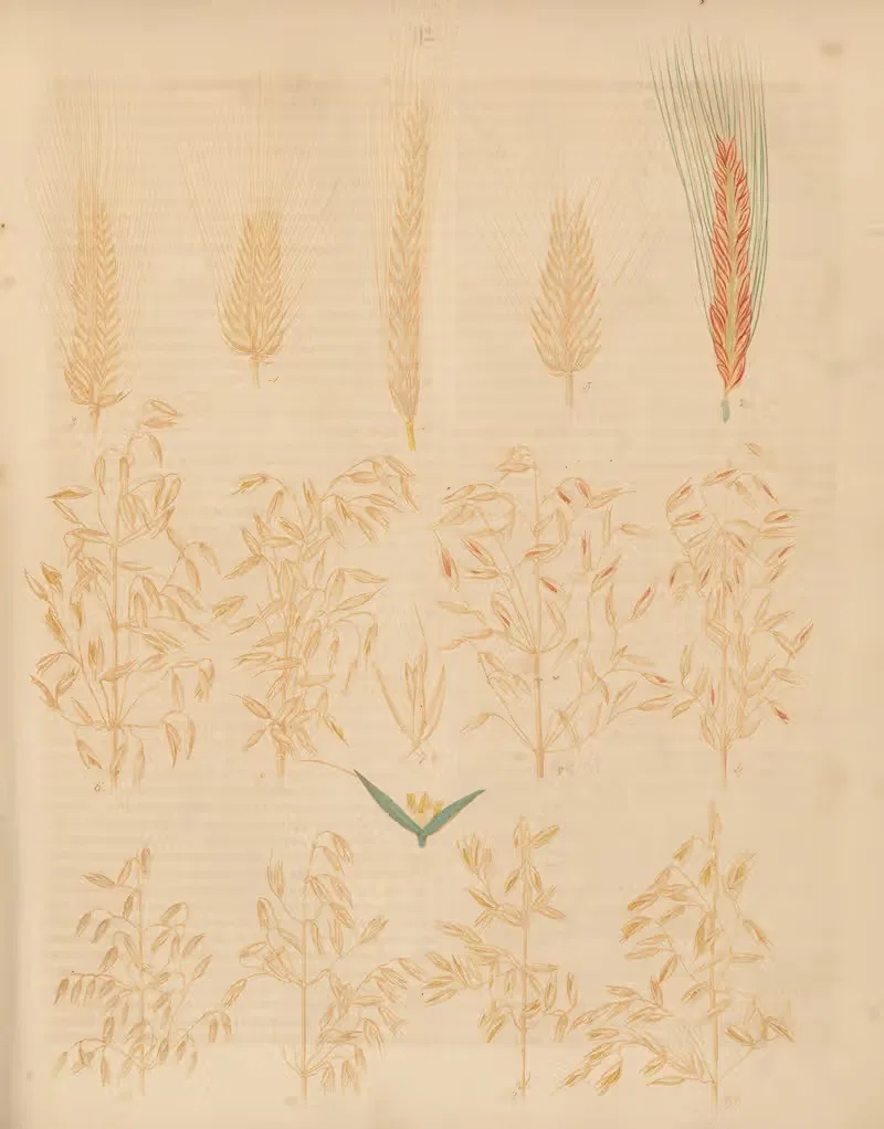 Deutschlands Feld- und Gartengewächse Pl.12 — Carl Gustav Calwer