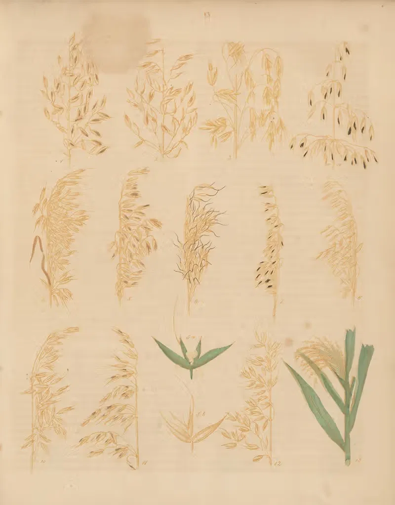 Deutschlands Feld- und Gartengewächse Pl.13 — Carl Gustav Calwer