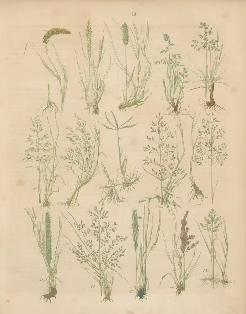 Deutschlands Feld- und Gartengewächse Pl.14 — Carl Gustav Calwer