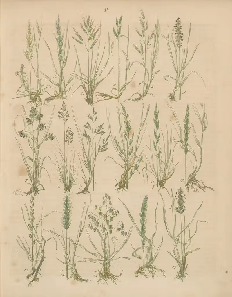 Deutschlands Feld- und Gartengewächse Pl.15 — Carl Gustav Calwer