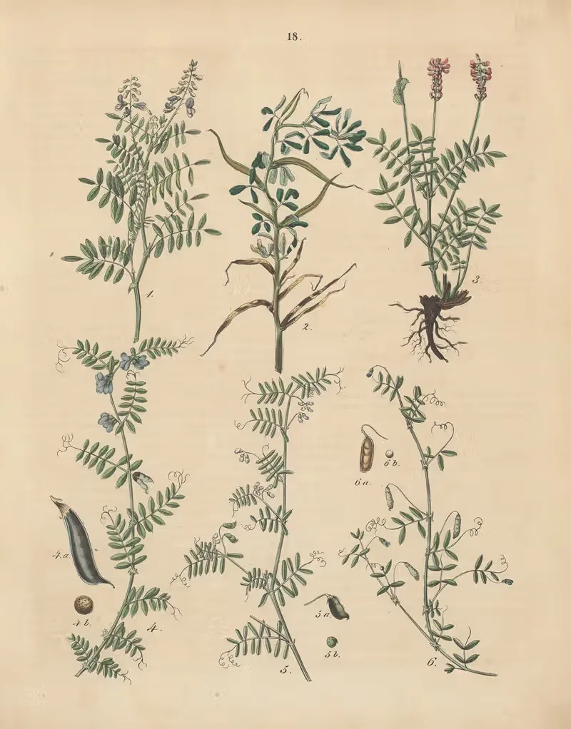 Deutschlands Feld- und Gartengewächse Pl.18 — Carl Gustav Calwer