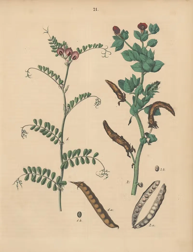 Deutschlands Feld- und Gartengewächse Pl.21 — Carl Gustav Calwer