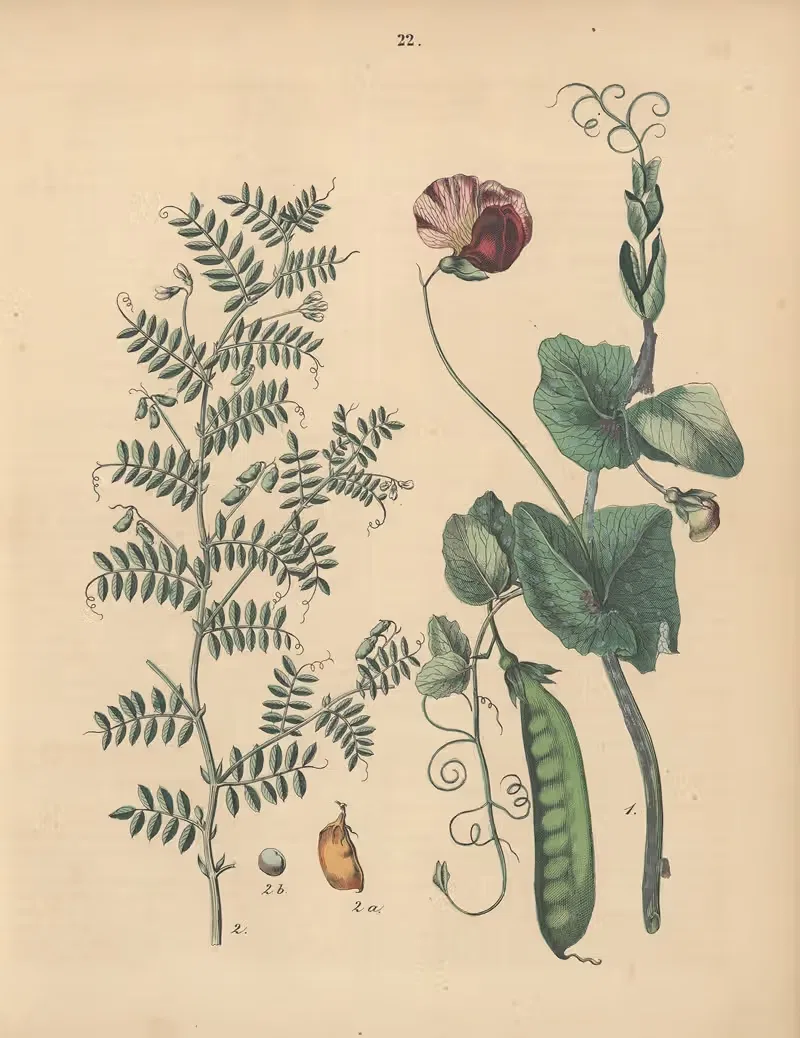 Deutschlands Feld- und Gartengewächse Pl.22 — Carl Gustav Calwer