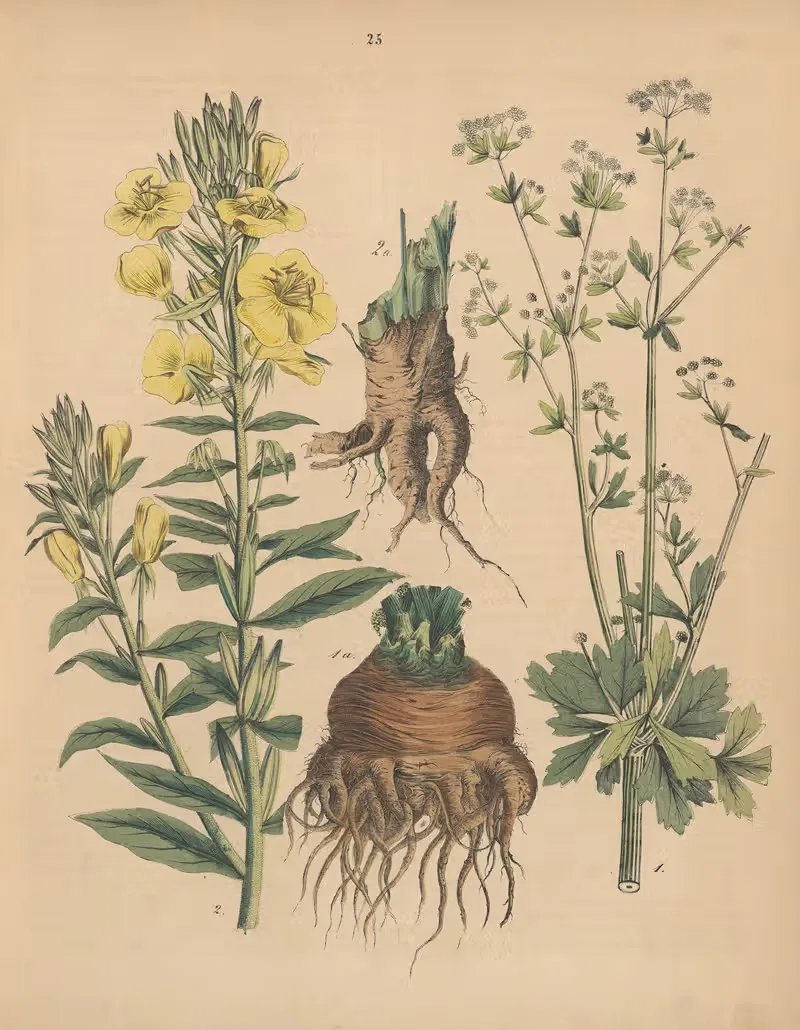Deutschlands Feld- und Gartengewächse Pl.25 — Carl Gustav Calwer