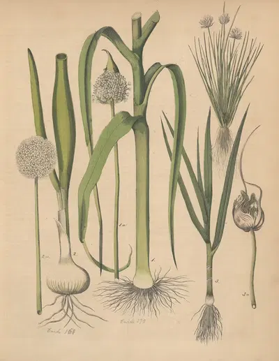 Deutschlands Feld- und Gartengewächse Pl.26 by Carl Gustav Calwer, 1852 — digital art print download