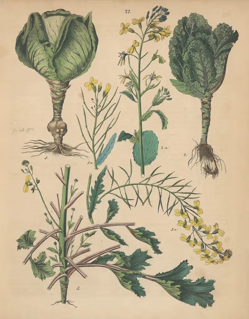 Deutschlands Feld- und Gartengewächse Pl.27 — Carl Gustav Calwer