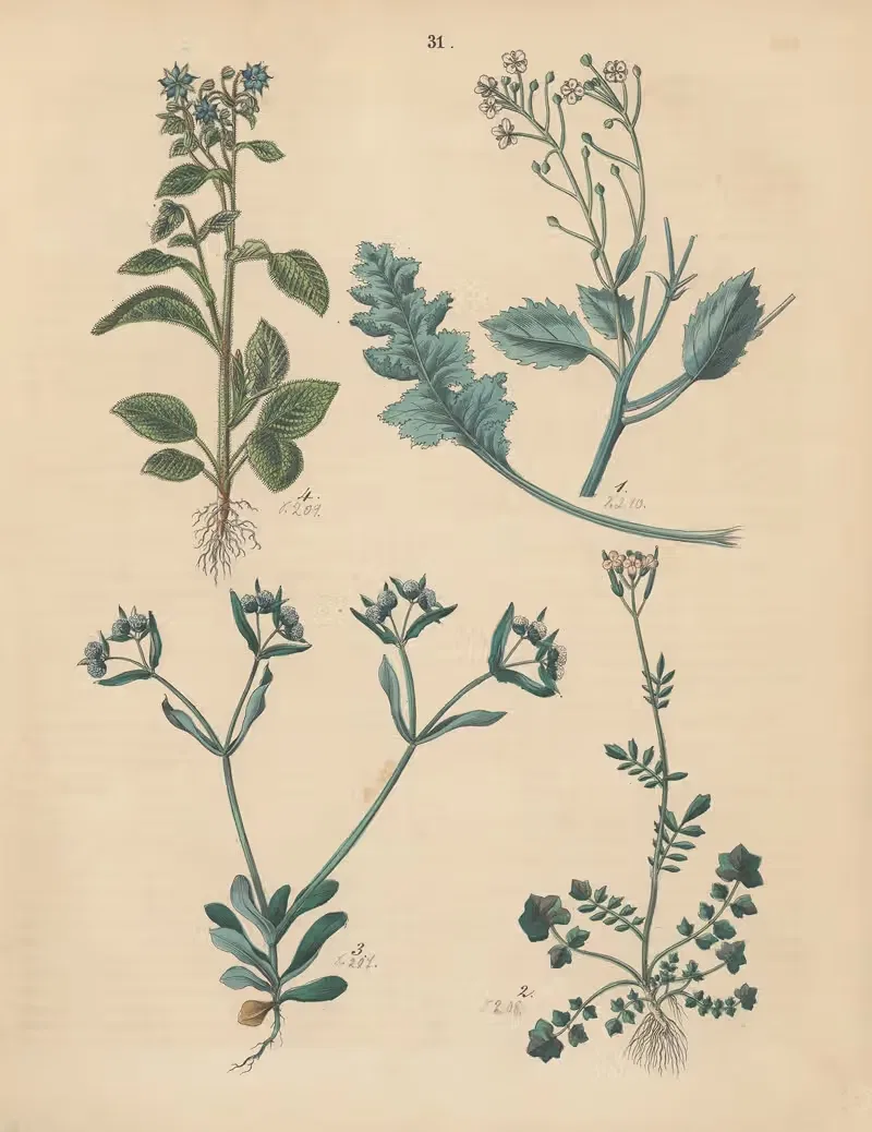 Deutschlands Feld- und Gartengewächse Pl.31 — Carl Gustav Calwer