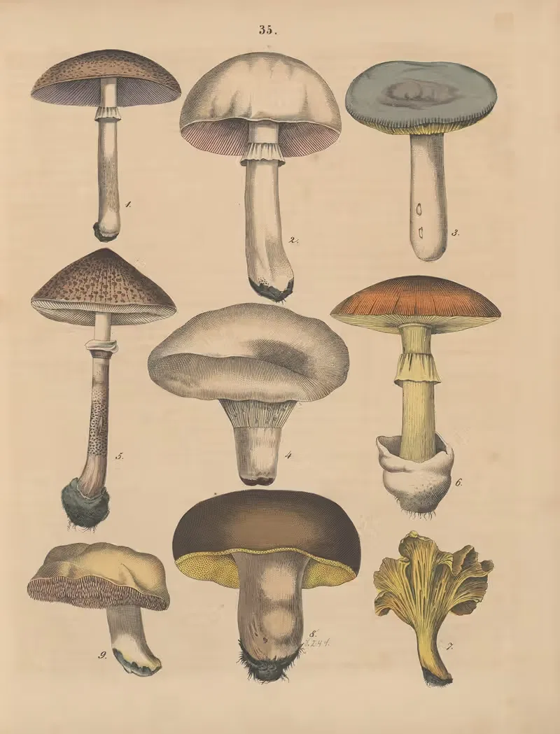 Deutschlands Feld- und Gartengewächse Pl.35 — Carl Gustav Calwer