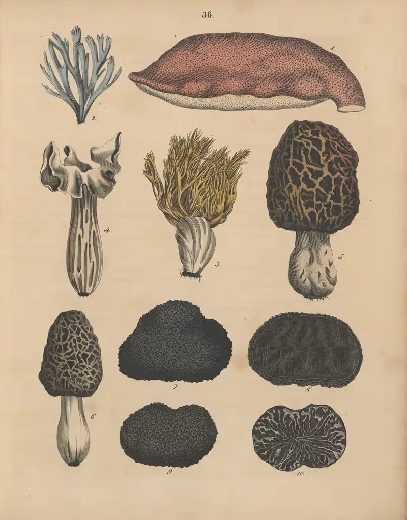Deutschlands Feld- und Gartengewächse Pl.36 — Carl Gustav Calwer