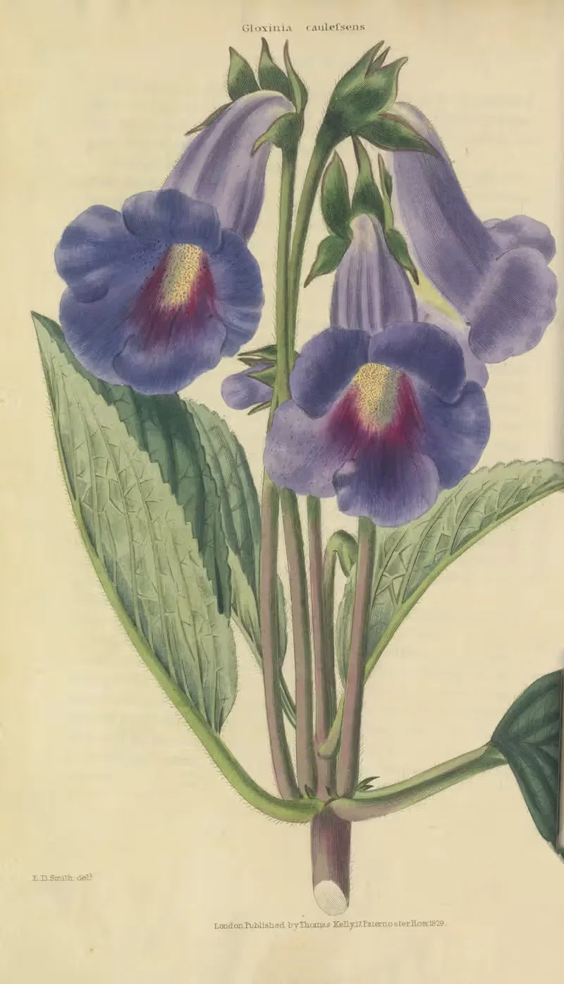 Gloxinia Caulescens by Charles McIntosh, 1829 — digital art print download