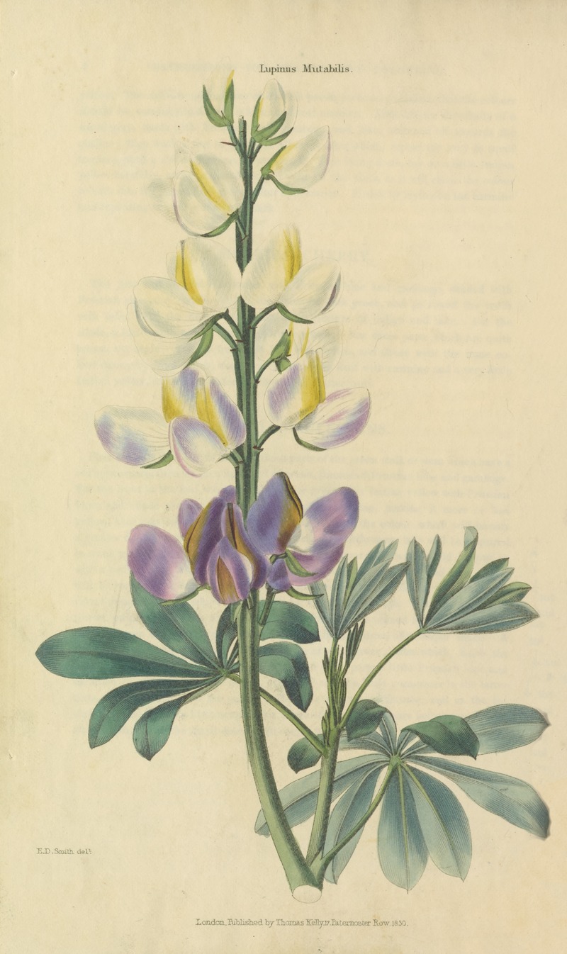 Lupinus Mutabilis by Charles McIntosh, 1829 — digital art print download
