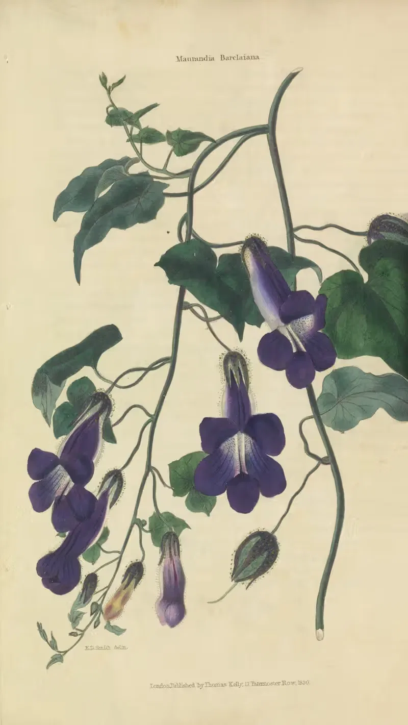 Maurandia Barclaiana by Charles McIntosh, 1829 — digital art print download