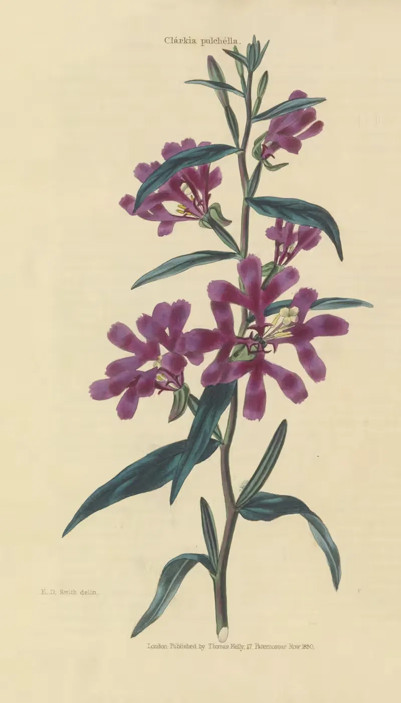 Clarkia Pulchella by Charles McIntosh, 1829 — digital art print download