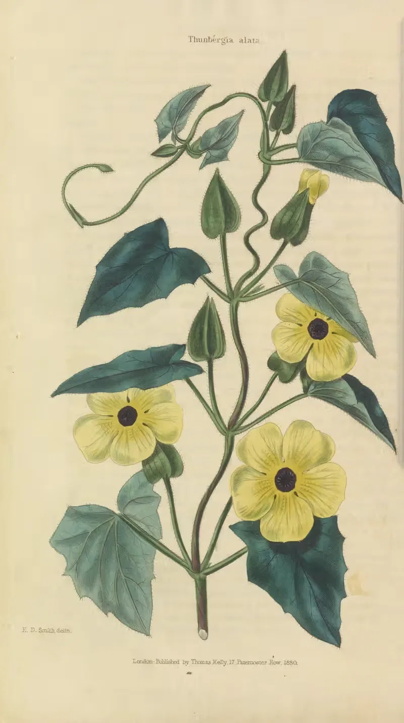 Thunbergia Alata by Charles McIntosh, 1829 — digital art print download