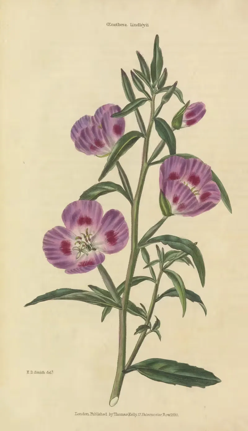 OEnothera Lindleyii by Charles McIntosh, 1829 — digital art print download