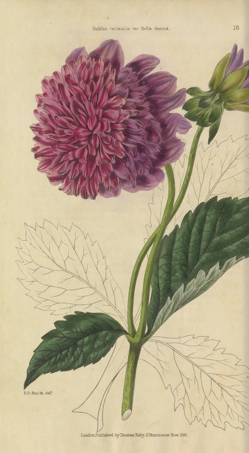 Dahlia Variabilis by Charles McIntosh, 1829 — digital art print download
