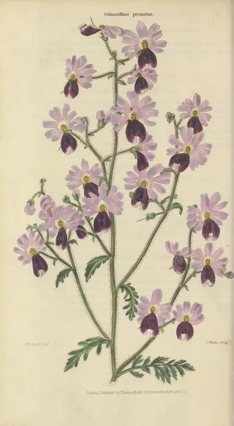 Schizanthos Pinnatus by Charles McIntosh, 1829 — digital art print download