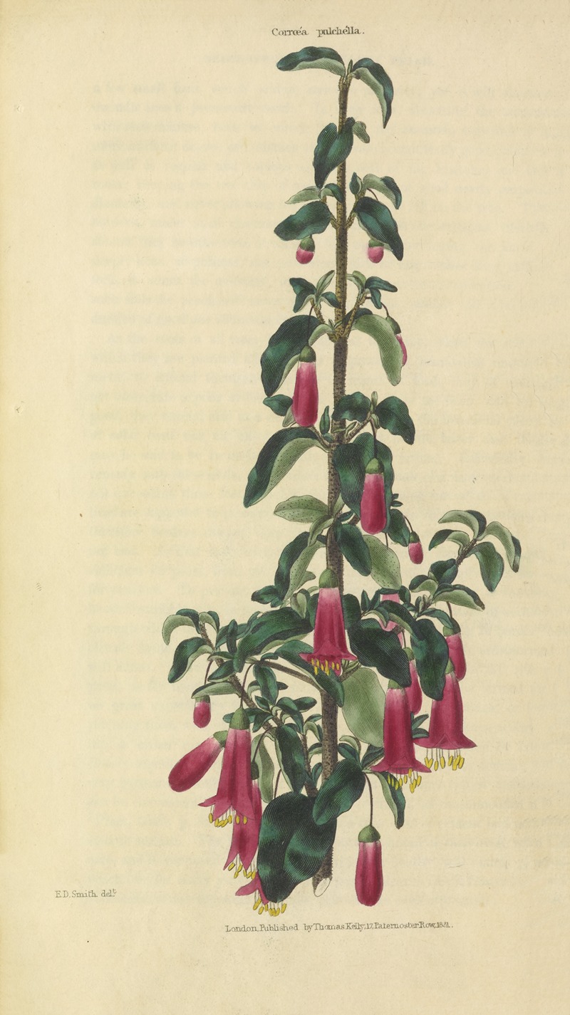 Corræa Pulchella by Charles McIntosh, 1829 — digital art print download