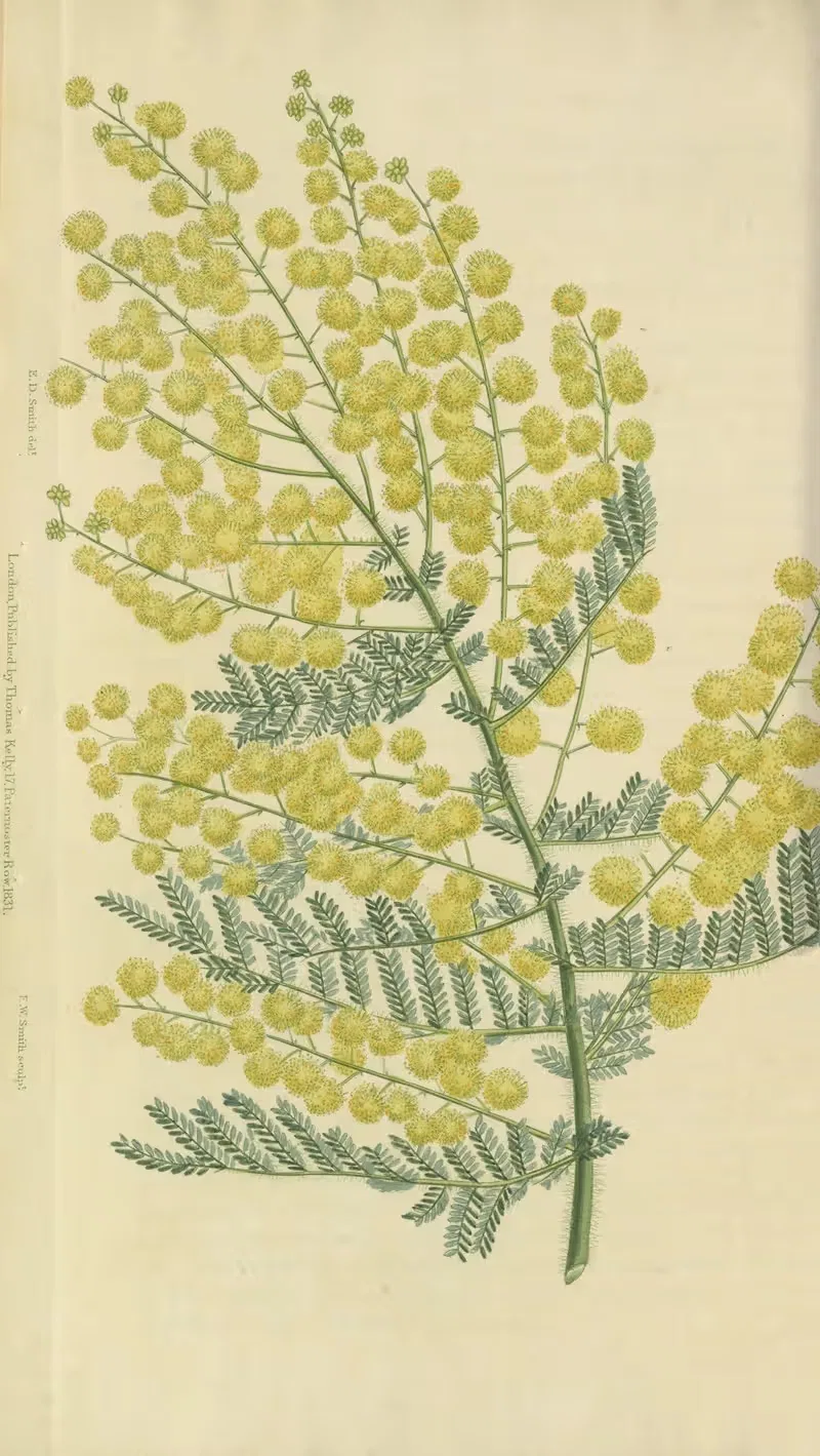 Acacia Pubescens by Charles McIntosh, 1829 — digital art print download