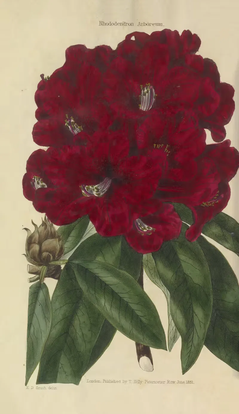 Rhododendron Arboreum by Charles McIntosh, 1829 — digital art print download