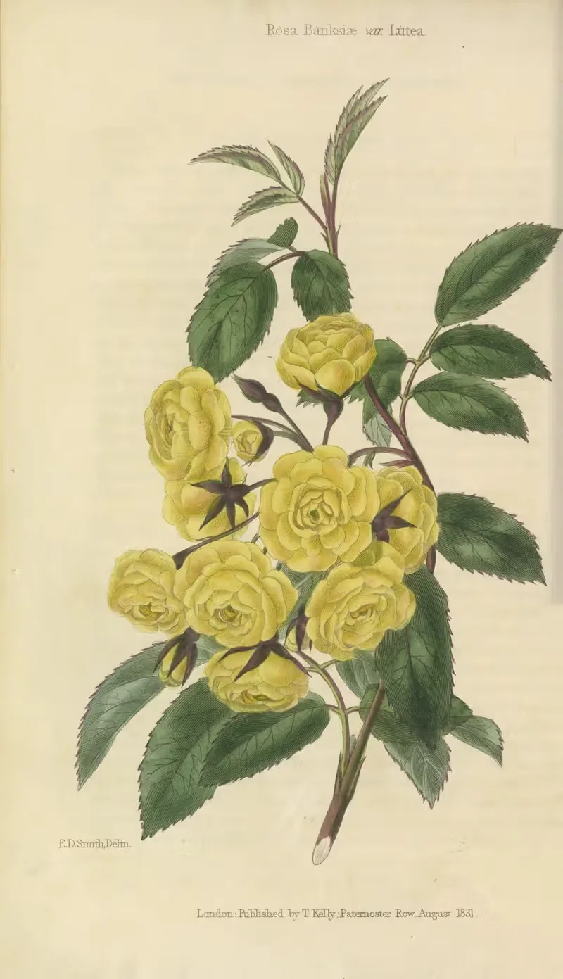 Rosa Banksiæ, var. Lutea by Charles McIntosh, 1829 — digital art print download