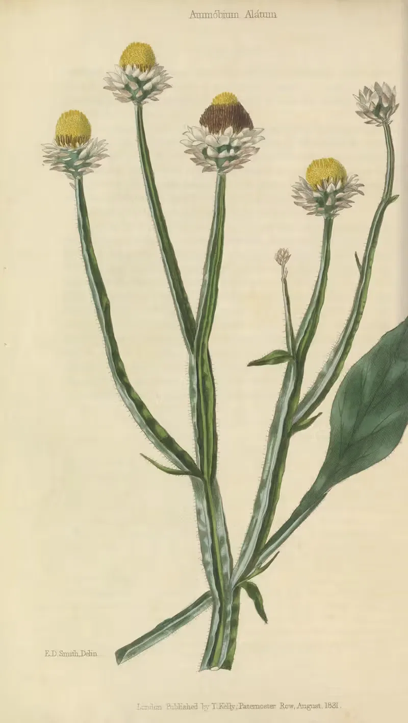 Ammobium Alatum by Charles McIntosh, 1829 — digital art print download