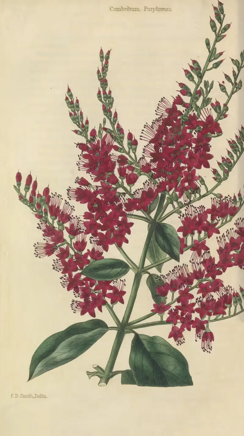 Combretum Purpureum by Charles McIntosh, 1829 — digital art print download