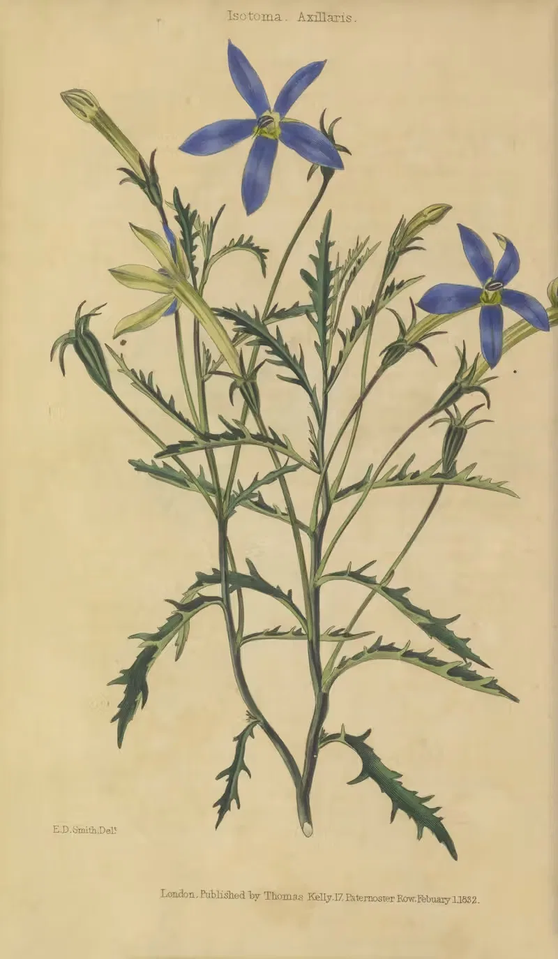 Isotoma Axillaris by Charles McIntosh, 1829 — digital art print download