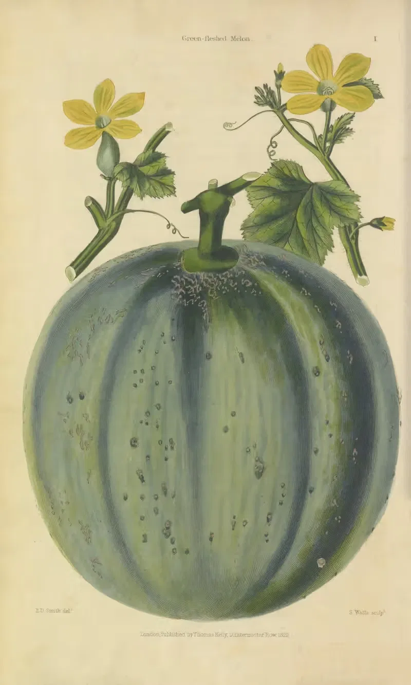 Green-fleshed Melon by Charles McIntosh, 1829 — digital art print download