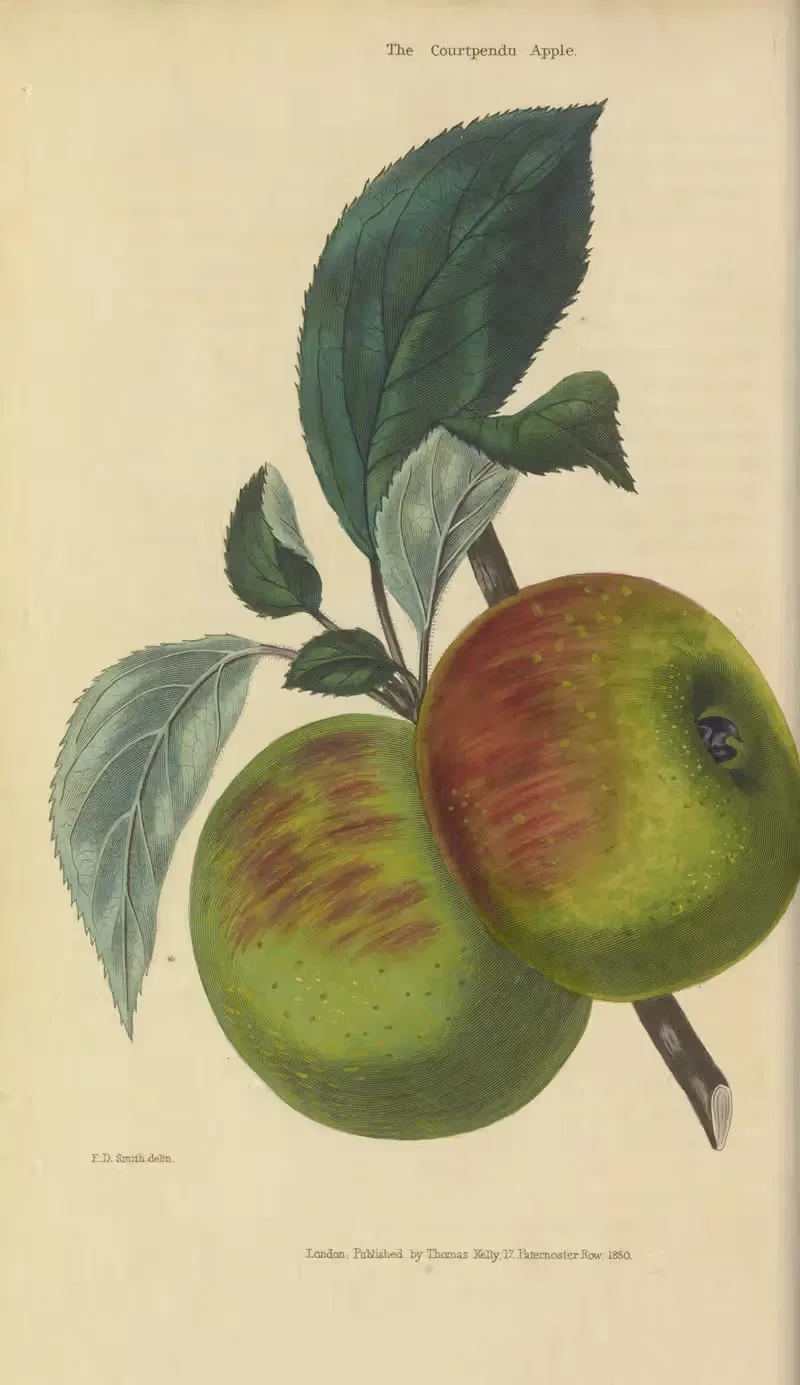Courtpendu Apple by Charles McIntosh, 1829 — digital art print download