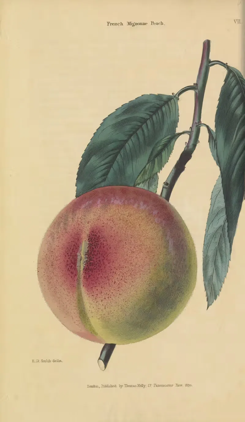 French Mignonne Peach by Charles McIntosh, 1829 — digital art print download