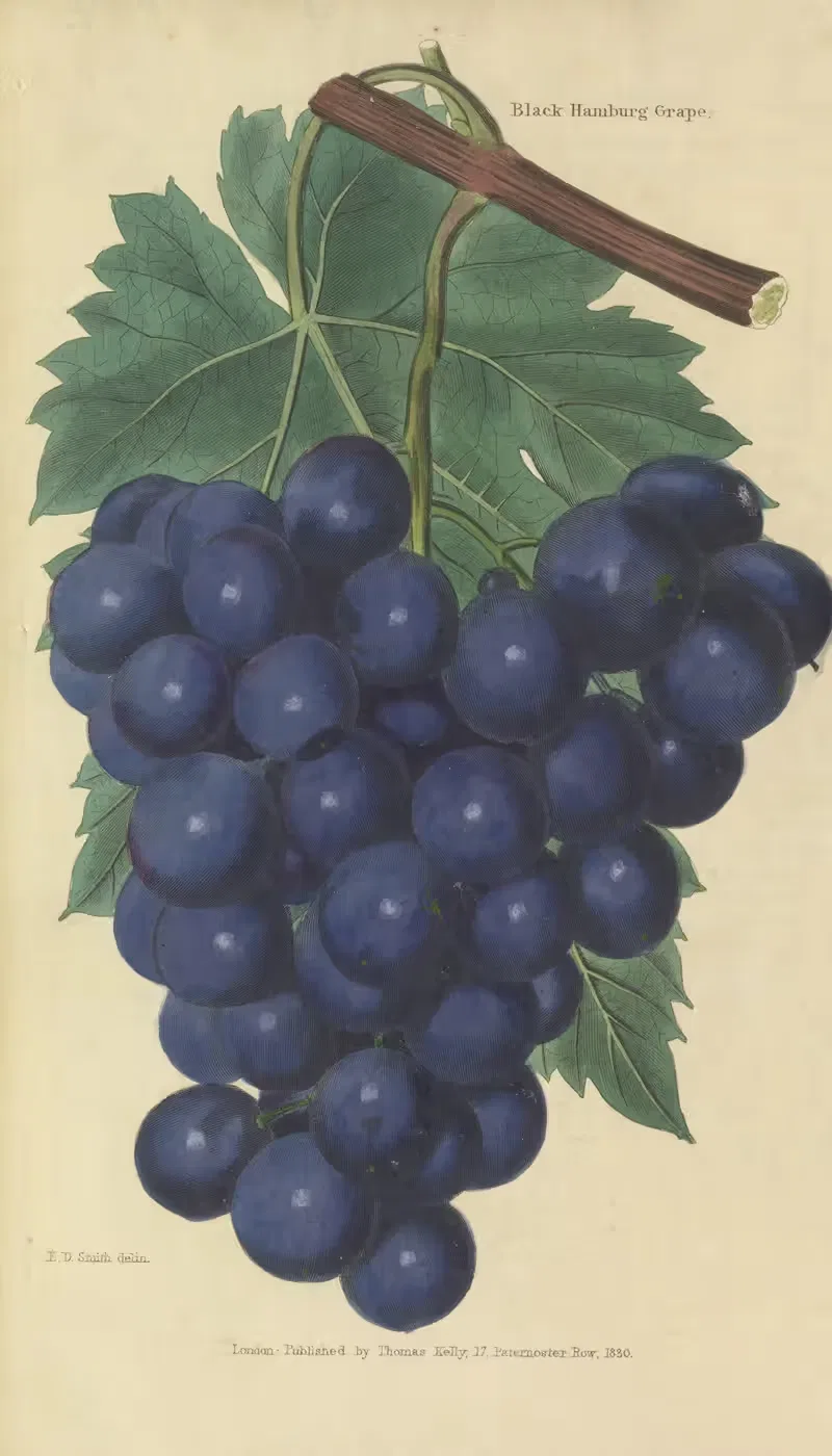 Black Hamburg Grape by Charles McIntosh, 1829 — digital art print download