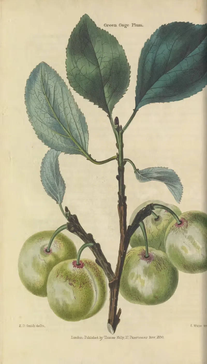Green Gage Plum by Charles McIntosh, 1829 — digital art print download