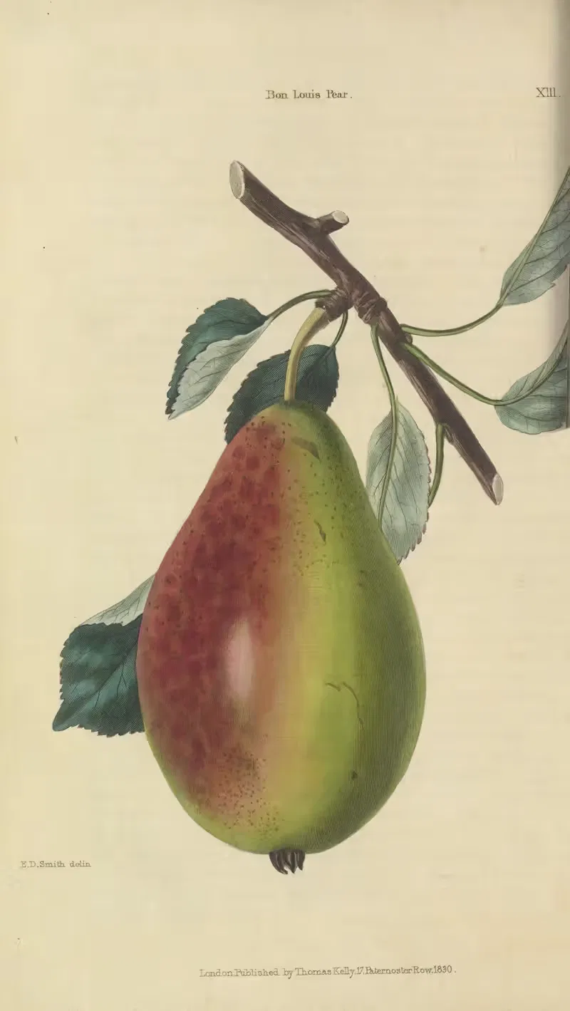Bon Louis Pear by Charles McIntosh, 1829 — digital art print download