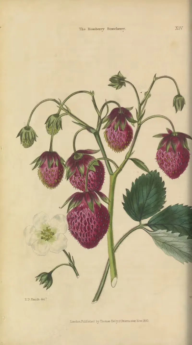 Roseberry Strawberry by Charles McIntosh, 1829 — digital art print download