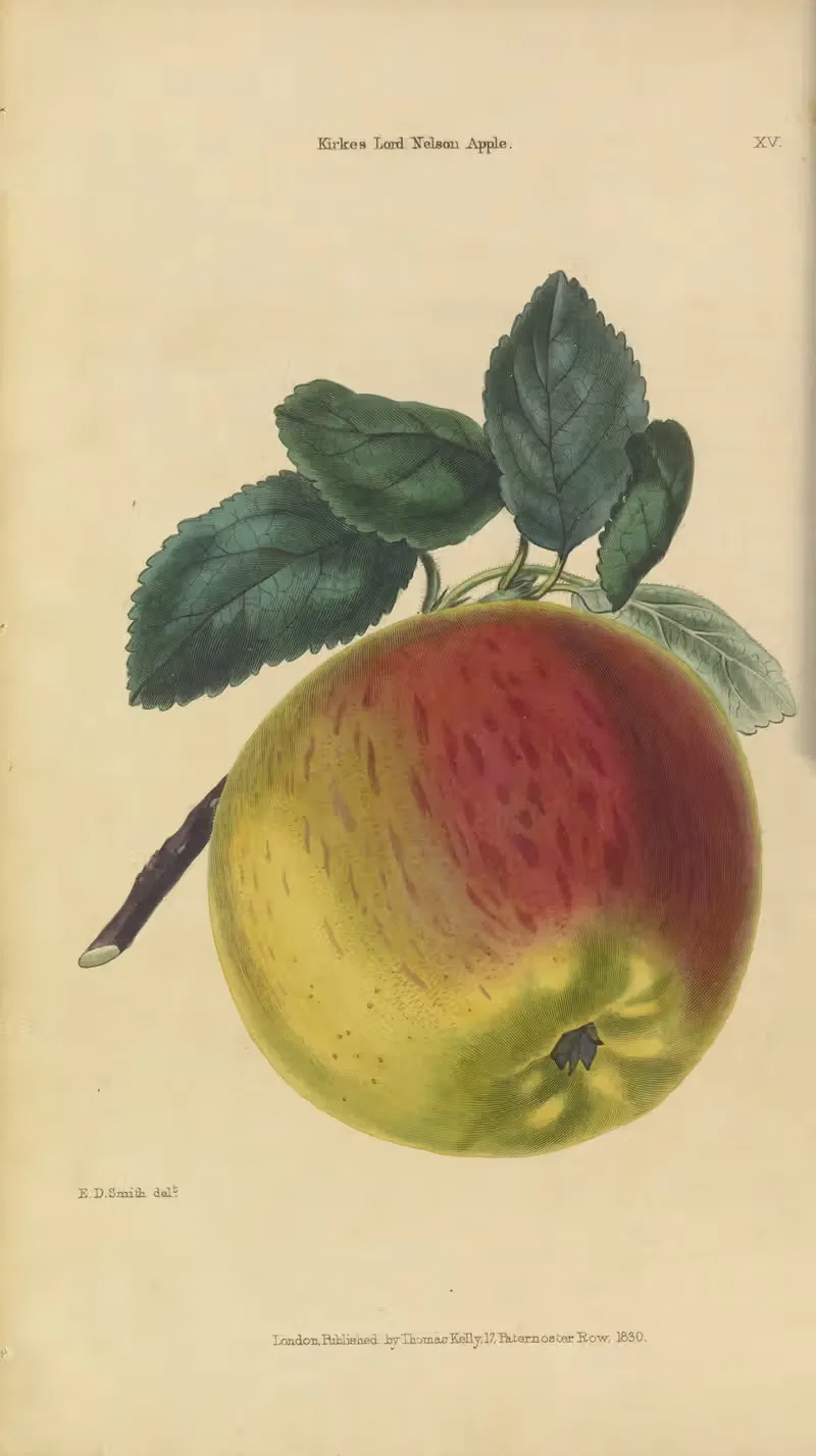 Kirke’s Lord Nelson Apple by Charles McIntosh, 1829 — digital art print download